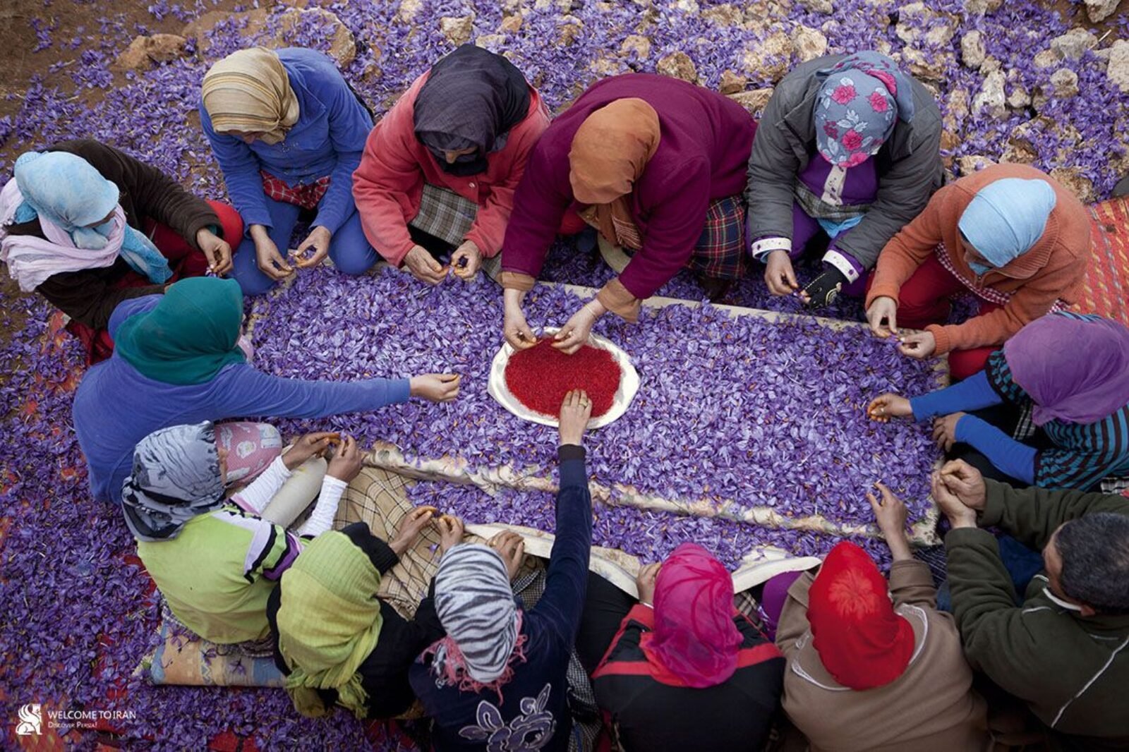 Taliouine : Safran harvest mobilises Morocco