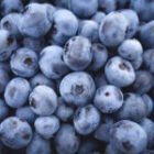 Blueberries : Morocco joins the top five in Switzerland