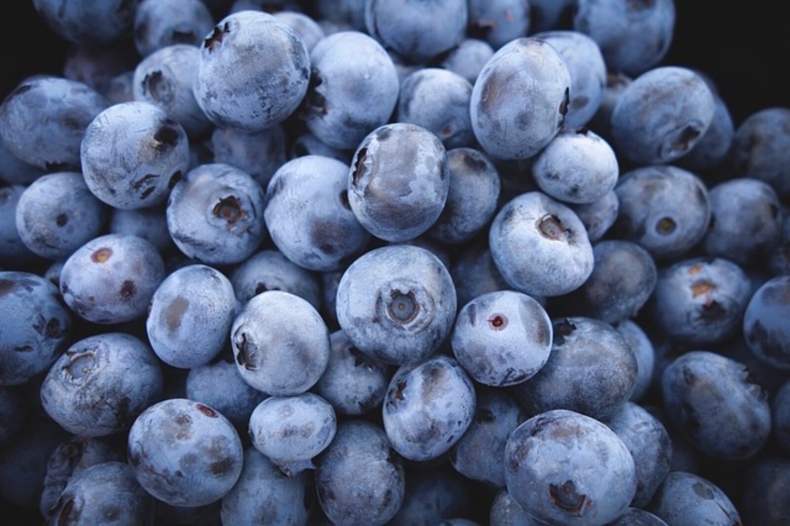 Blueberries : Morocco joins the top five in Switzerland